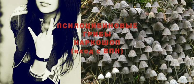 цены   Салават  Галлюциногенные грибы Psilocybine cubensis 